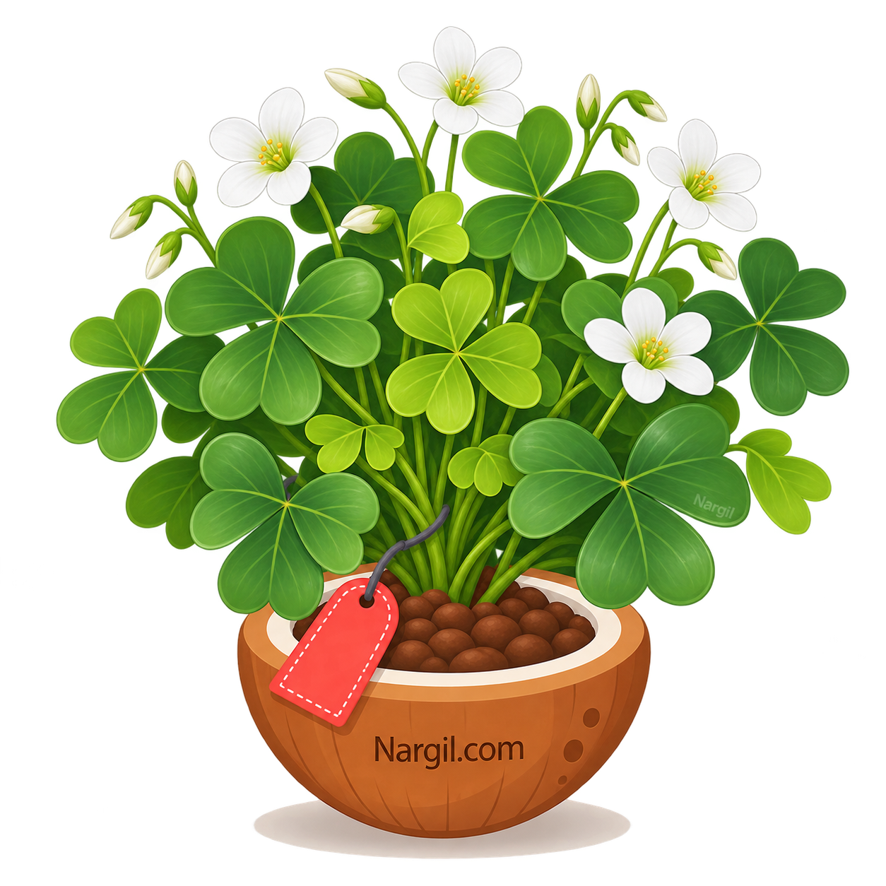Nargil_Oxalis corniculata